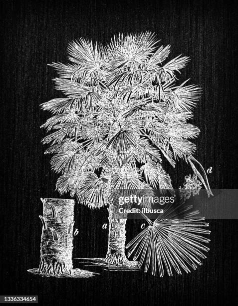 botanik pflanzen antik gravur abbildung: chamaerops humilis (europäische fächerpalme oder mediterrane zwergpalme) - fan palm tree stock-grafiken, -clipart, -cartoons und -symbole