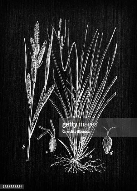 botany plants antique engraving illustration: carex acuta (acute sedge, slender tufted-sedge or slim sedge) - carex stock illustrations
