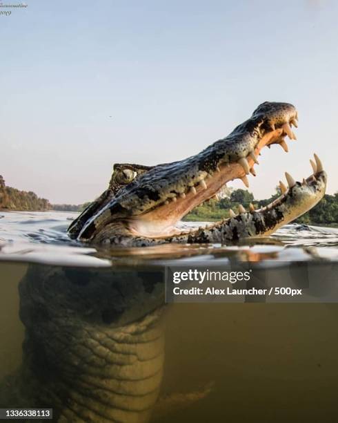 close-up of lizard in water - alligator stock pictures, royalty-free photos & images