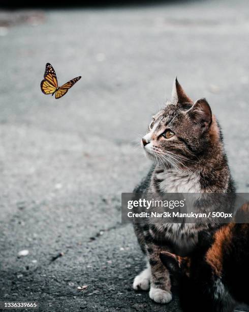 close-up of butterflies on road,yerevan,armenia - yerevan 個照片及圖片檔