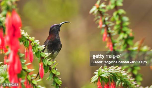 Netora Harley 21 Neora Valley National Park Stock Photos, High-Res Pictures, and ...