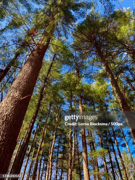 low angle view of trees in forest,walden pond,united states,usa - walden pond stock pictures, royalty-free photos & images