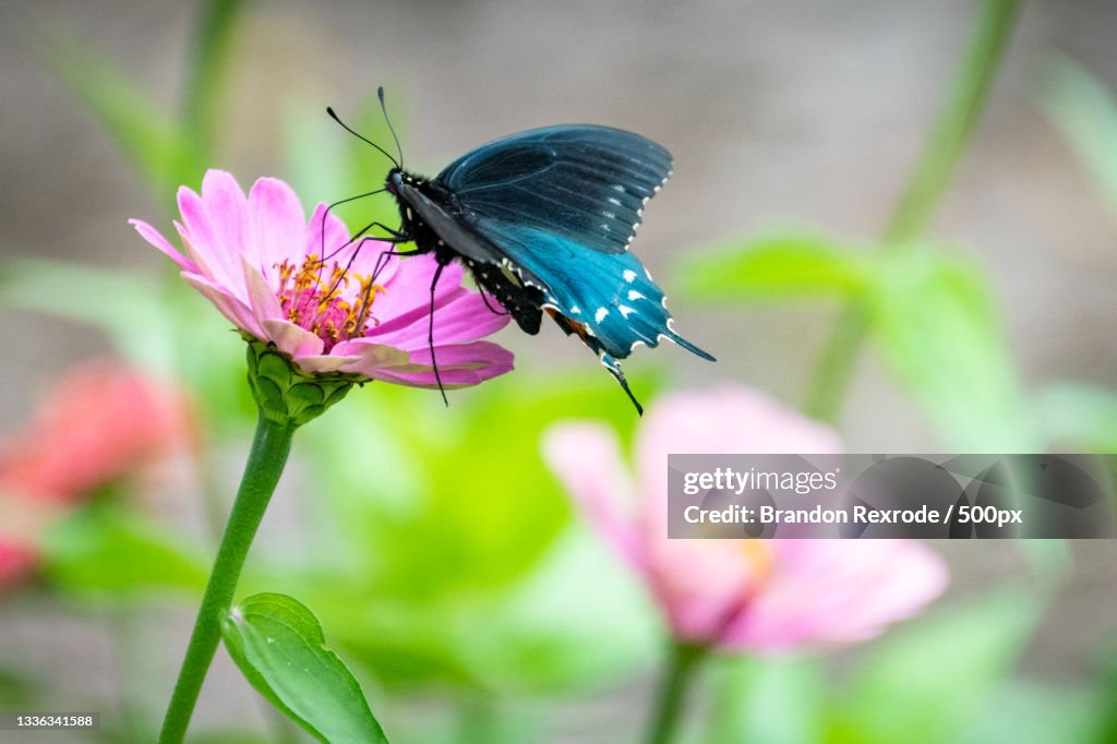 Close-up of butterfly pollinating on pink flower