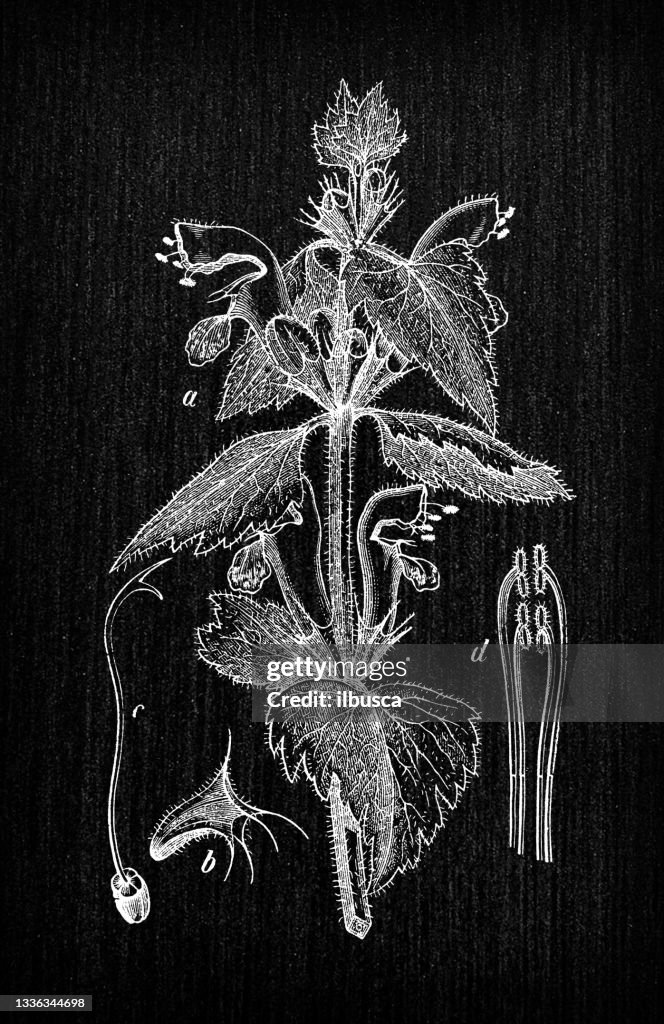 Botany plants antique engraving illustration: Lamium maculatum (spotted dead-nettle, spotted henbit or purple dragon)