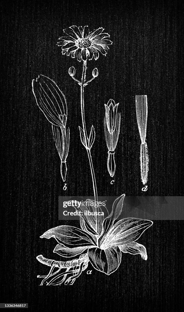 Botany plants antique engraving illustration: Arnica montana (wolf's bane, leopard's bane, mountain tobacco or mountain arnica)