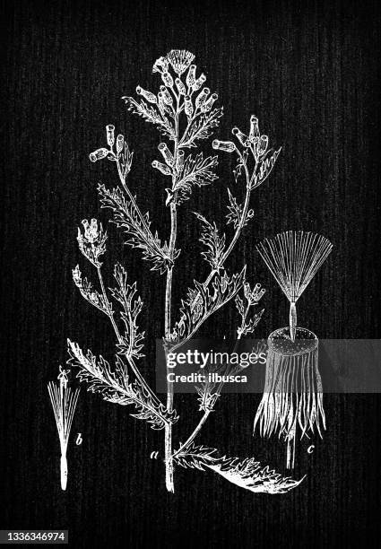 botany plants antique engraving illustration: senecio vulgaris (groundsel) - blue chalk sticks stock illustrations