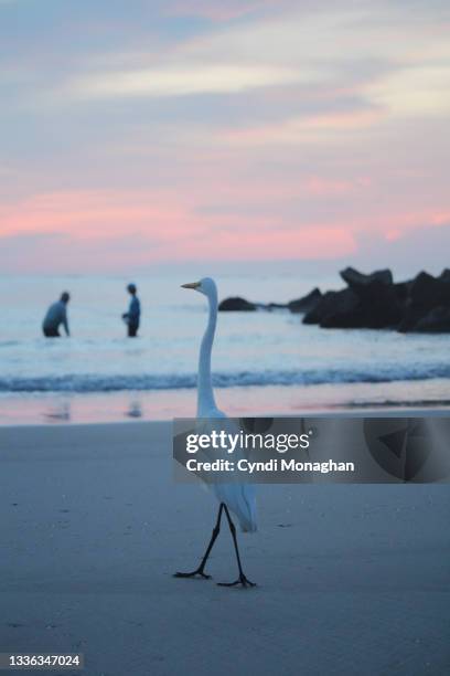 great egret on a beach at sunrise fishermen in the distance - florida angeln stock-fotos und bilder