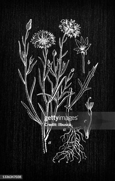 botany plants antique engraving illustration: centaurea cyanus (cornflower) - cornflower stock illustrations