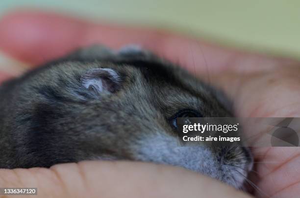 close up of a gray hamster's head and it's body being held by a couple of hands. a gray hamster is being held by a pair of hands. - roborovski hamster stock pictures, royalty-free photos & images