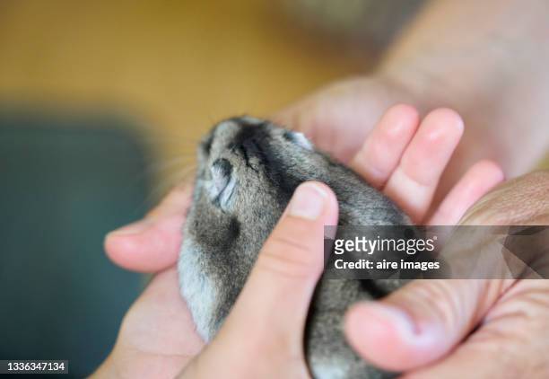 top view of a dormouse being passed from an older person's' hands to a younger person's hand. a woman is . transferring a dormouse to a young person. - roborovski hamster stock pictures, royalty-free photos & images