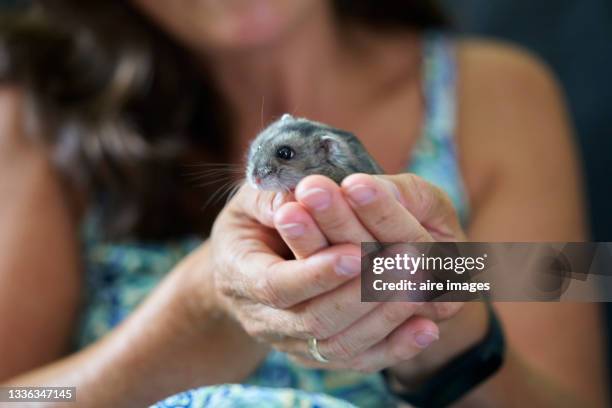 a close up of the hands of a black haired woman holding a gray hamster n front of her. a black haired woman is holding a hamster - roborovski hamster stock pictures, royalty-free photos & images