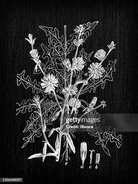 stockillustraties, clipart, cartoons en iconen met botany plants antique engraving illustration: cichorium intybus (chicory) - krulandijvie