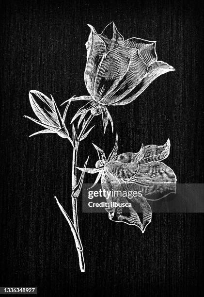 216点のカンパニュライラスト素材 Getty Images 216点のカンパニュライラスト素材 Getty Images