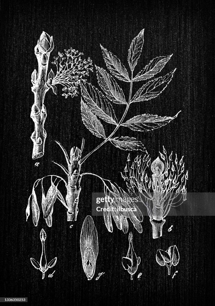 Botany plants antique engraving illustration: Fraxinus excelsior (ash)