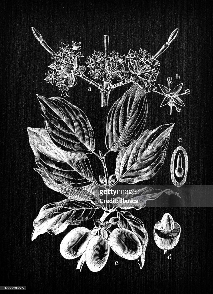 Botany plants antique engraving illustration: Cornus mas (Cornelian cherry, European cornel or Cornelian cherry dogwood)