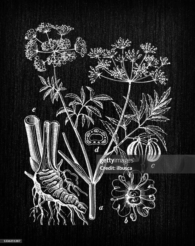Botany plants antique engraving illustration: Cicuta (water hemlock)