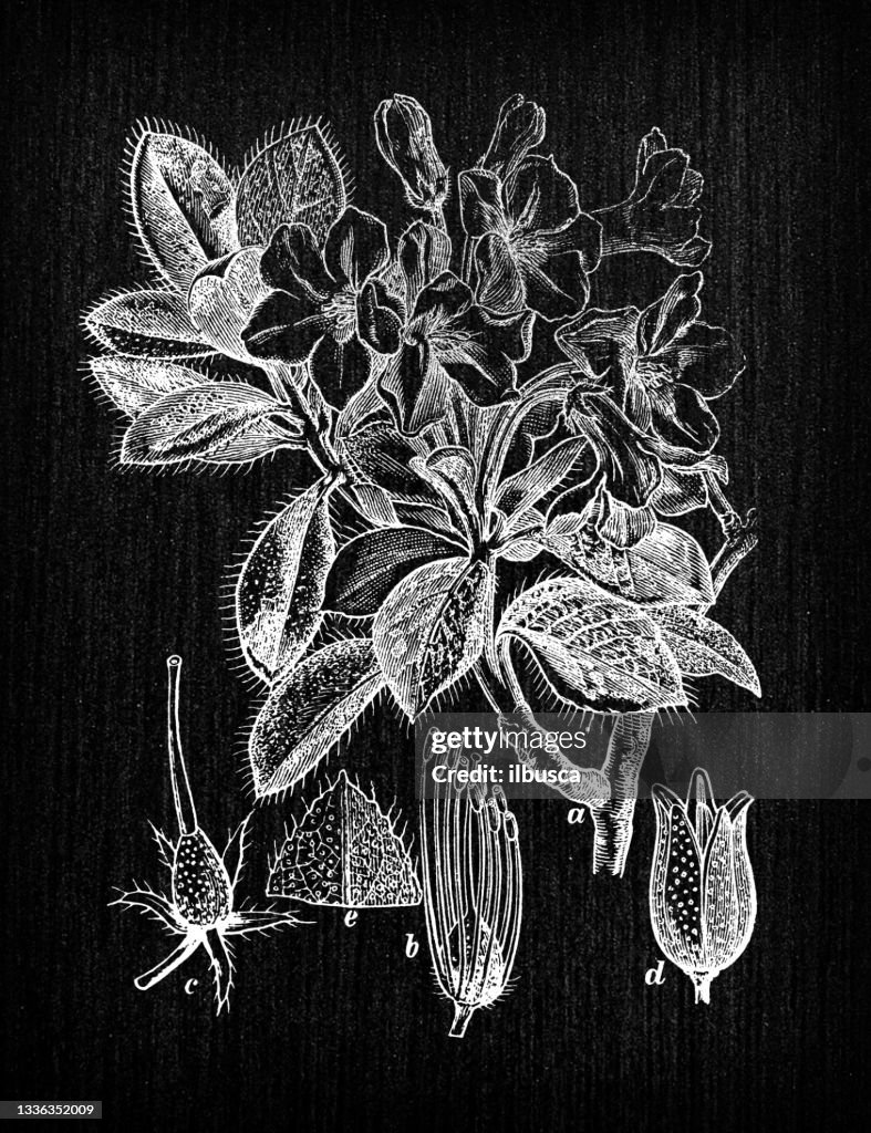 Botany plants antique engraving illustration: Rhododendron hirsutum (hairy alpenrose)