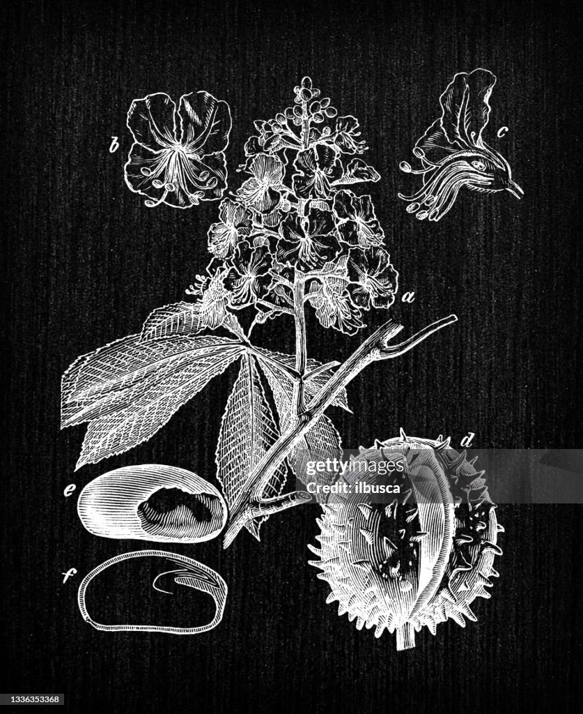 Botany plants antique engraving illustration: Aesculus hippocastanum (horse-chestnut, conker tree)