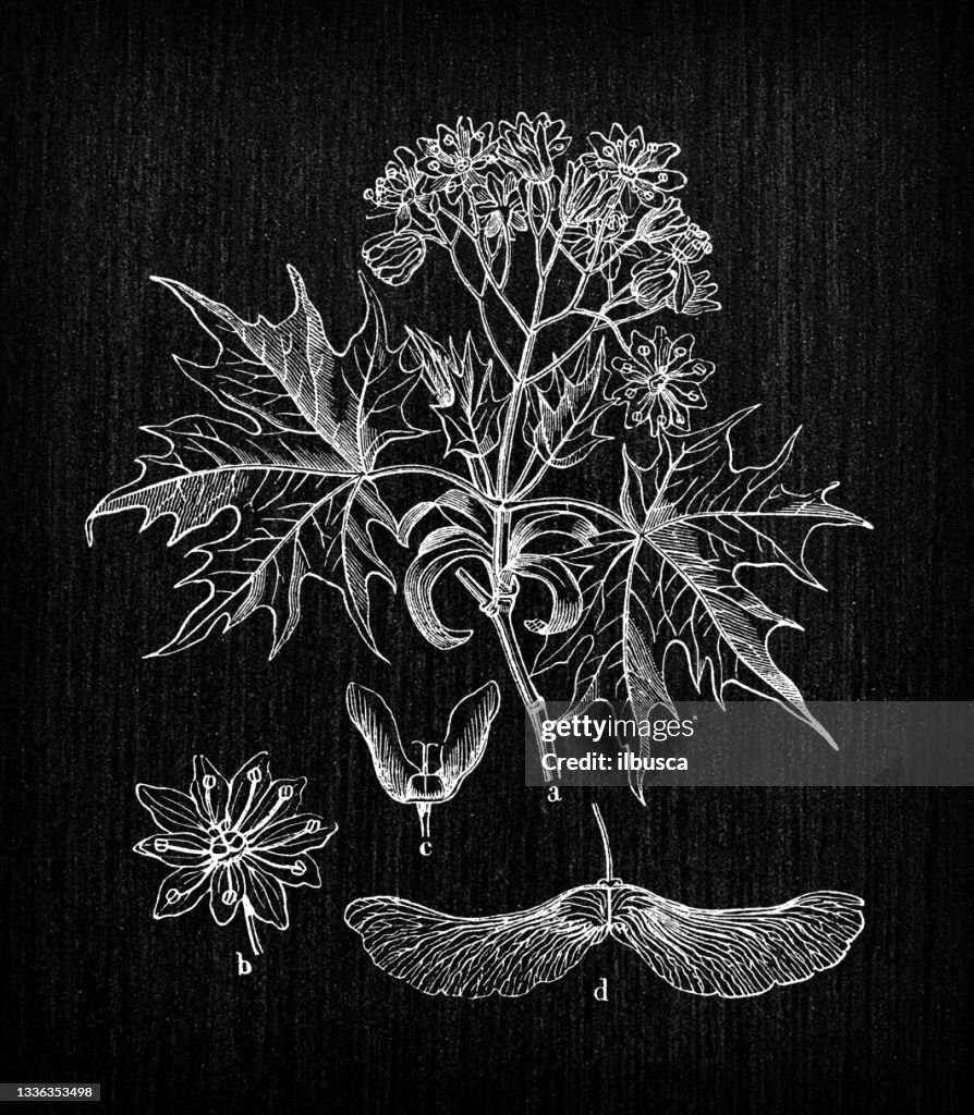 Botany plants antique engraving illustration: Acer platanoides (Norway maple)