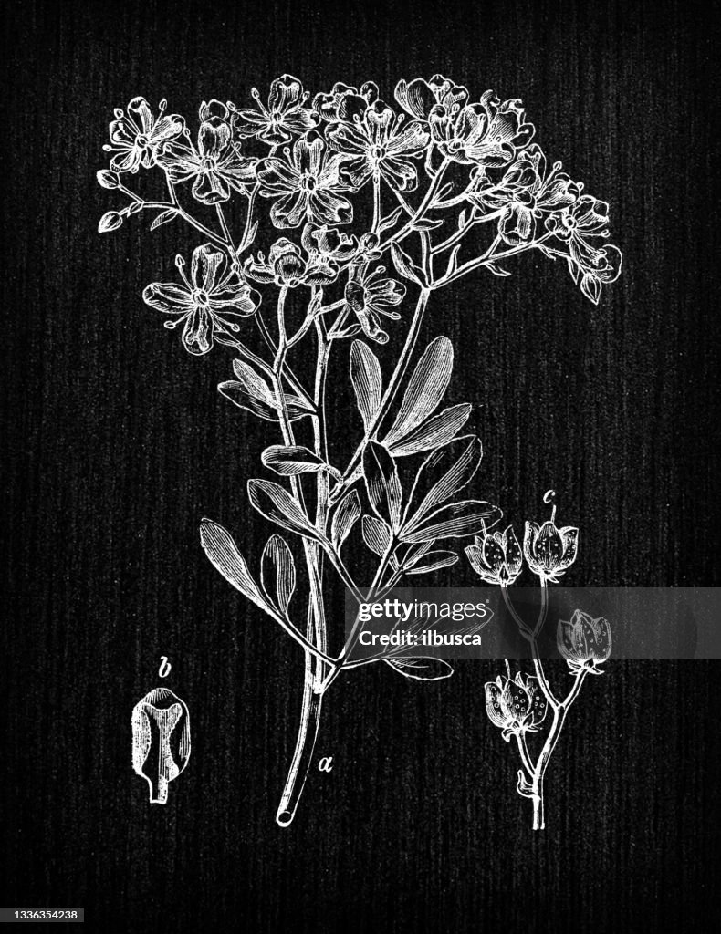 Botany plants antique engraving illustration: Ruta graveolens (rue)