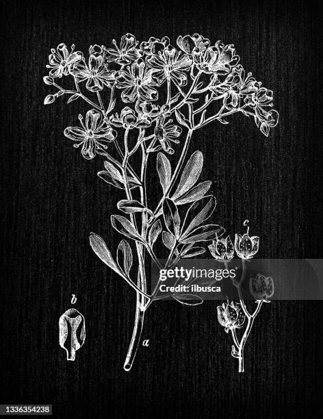 botany plants antique engraving illustration: ruta graveolens (rue) - ruta graveolens stock illustrations