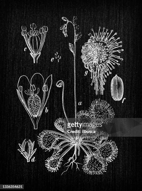 ilustraciones, imágenes clip art, dibujos animados e iconos de stock de la botánica planta la ilustración antigua del grabado: rotundifolia de drosera (sundew redondo-zurdo, sundew común) - rocío del sol