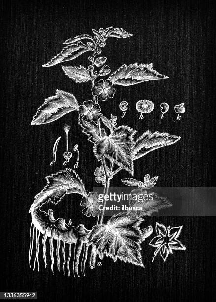 ilustraciones, imágenes clip art, dibujos animados e iconos de stock de botánica plantas grabado antiguo ilustración: althaea officinalis (malvavisco) - malva