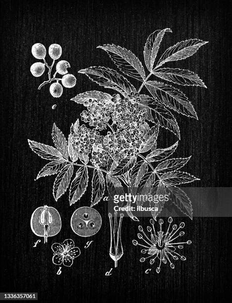 botany plants antique engraving illustration: sorbus aucuparia (rowan, mountain ash) - ash tree stock illustrations