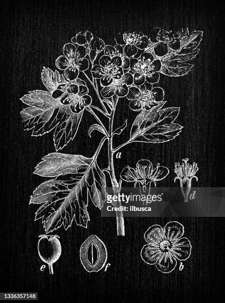 botany plants antique engraving illustration: crataegus monogyna (common hawthorn) - mayflower stock illustrations
