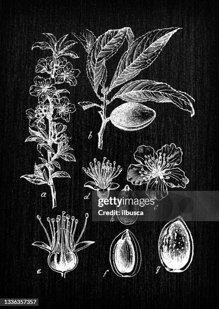 botany plants antique engraving illustration: prunus dulcis, syn. prunus amygdalus (almond) - almond tree stock illustrations