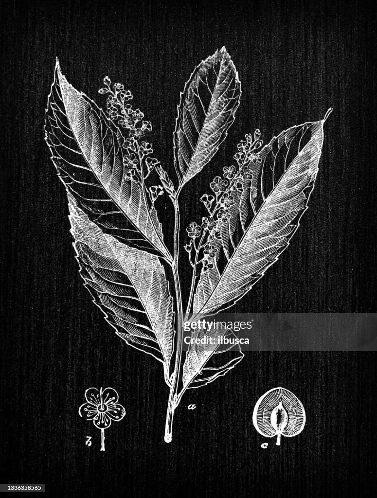 Botany plants antique engraving illustration: Prunus laurocerasus (cherry laurel, common laurel)