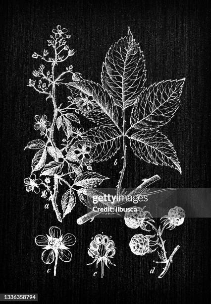 botany plants antique engraving illustration: rubus armeniacus (himalayan blackberry, armenian blackberry) - rubus armeniacus stock illustrations