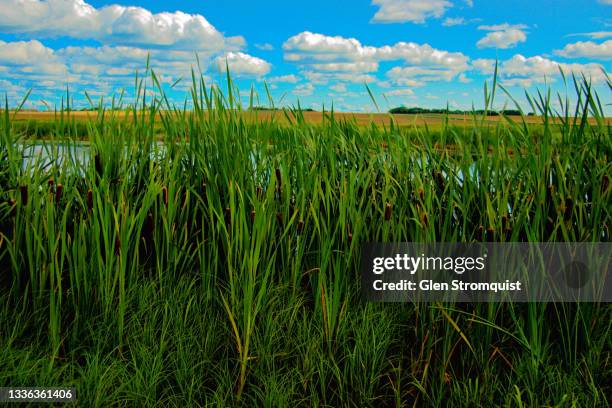 prairie marshes & waterfowl in the summer - sala grande foto e immagini stock