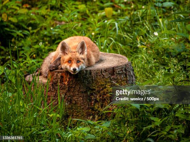 portrait of fox sitting on grassy field,czech republic - fuchs stock-fotos und bilder