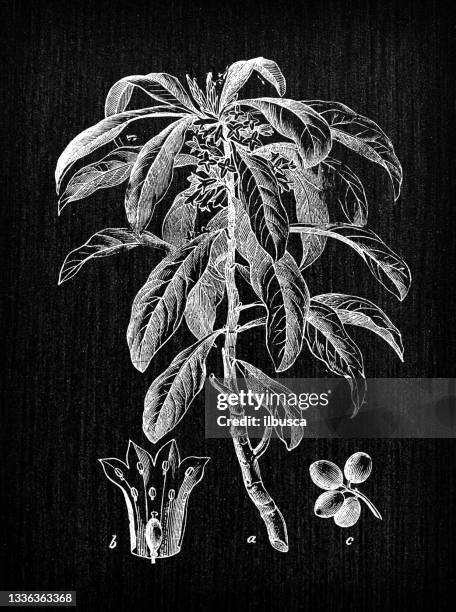 botany plants antique engraving illustration: daphne laureola (spurge-laurel) - bay leaf white background stock illustrations