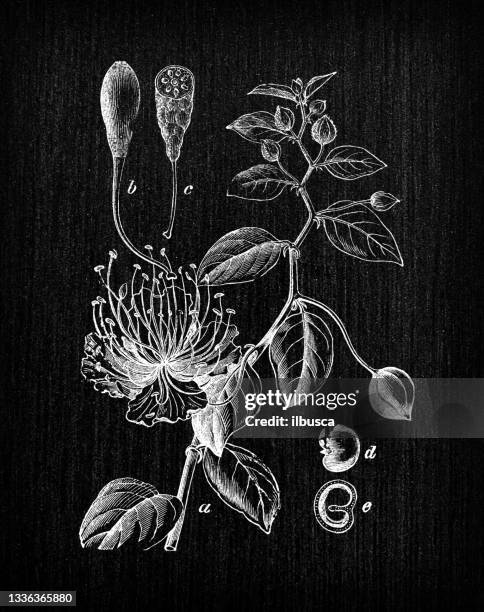 ilustrações de stock, clip art, desenhos animados e ícones de botany plants antique engraving illustration: capparis spinosa (caper bush) - alcaparra