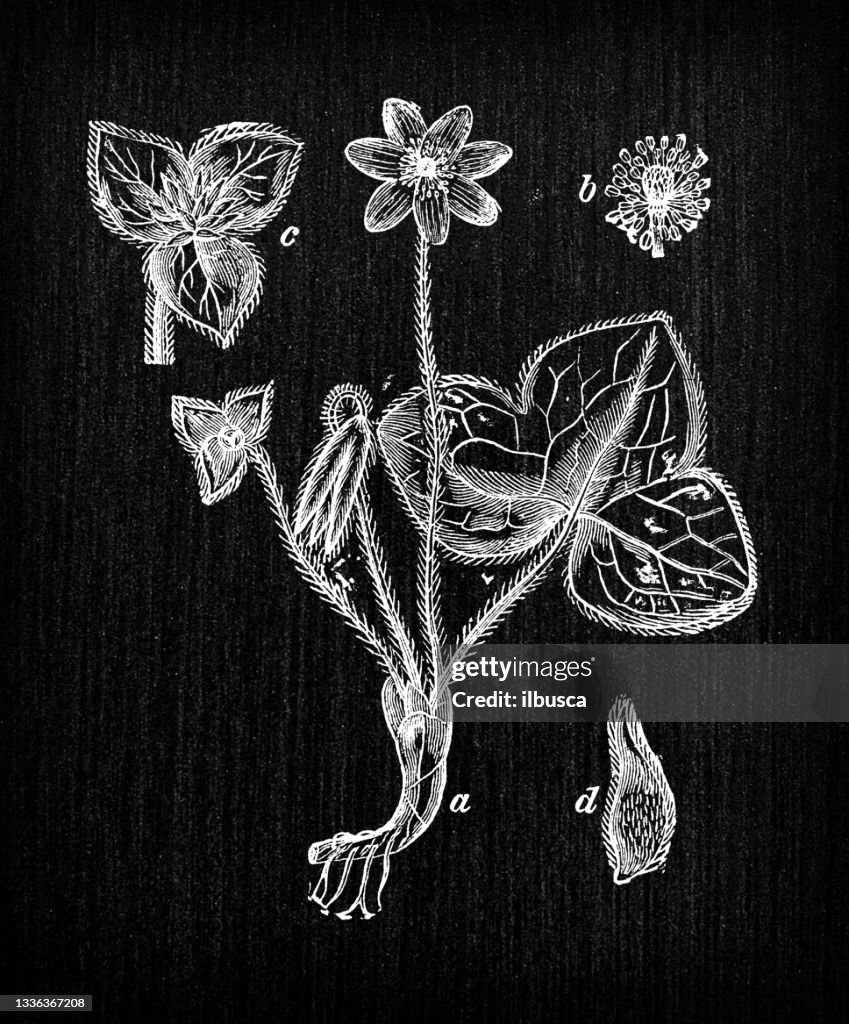 Botany plants antique engraving illustration: Anemone hepatica (common hepatica, liverwort, kidneywort, pennywort)