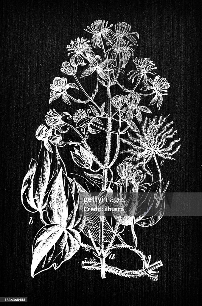 Botany plants antique engraving illustration: Clematis vitalba (Old man's beard, Traveller's Joy)