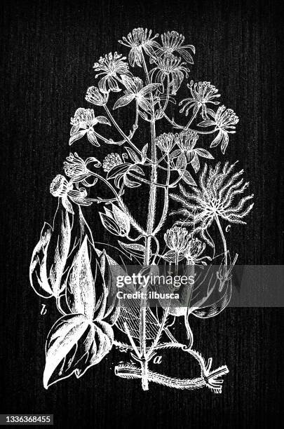 botany plants antique engraving illustration: clematis vitalba (old man's beard, traveller's joy) - clematis vitalba stock illustrations