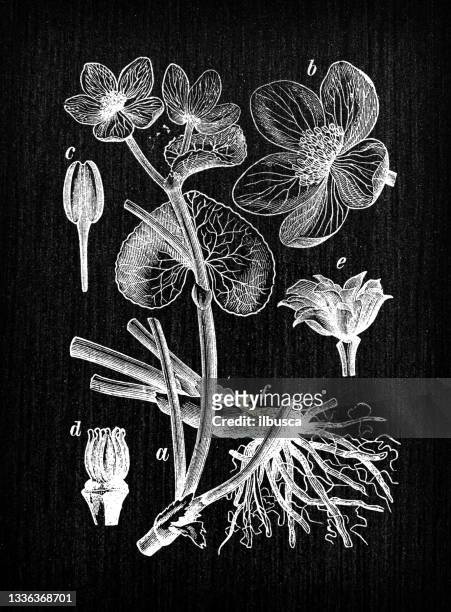 botanikpflanzen antike gravur illustration: caltha palustris (sumpf-ringelblume, königsbecher) - calendula stock-grafiken, -clipart, -cartoons und -symbole