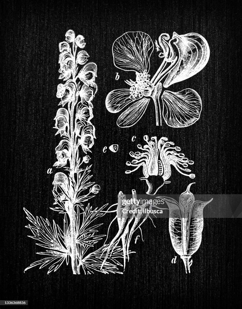 Botany plants antique engraving illustration: Aconitum napellus (monk's-hood, aconite, wolfsbane)
