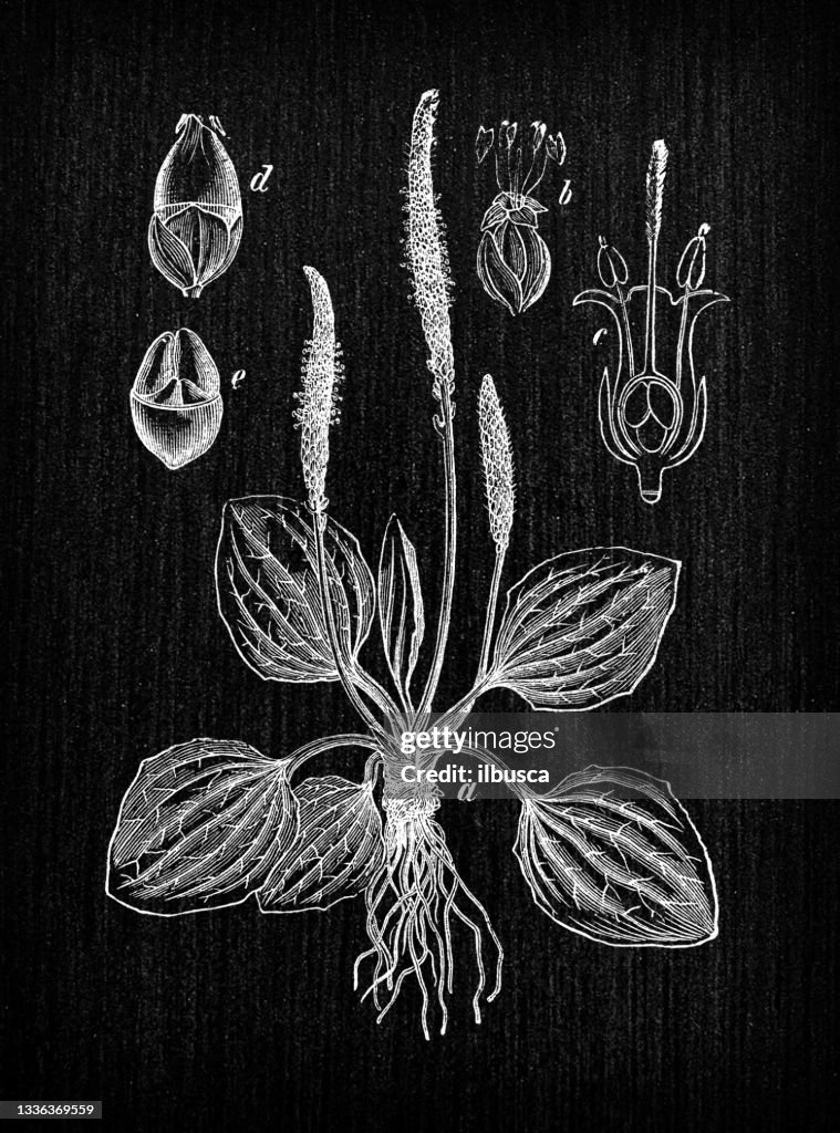 Botany plants antique engraving illustration: Plantago major (broadleaf plantain, white man's foot, greater plantain)