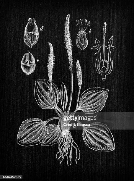 botany plants antique engraving illustration: plantago major (broadleaf plantain, white man's foot, greater plantain) - plantago major stock illustrations