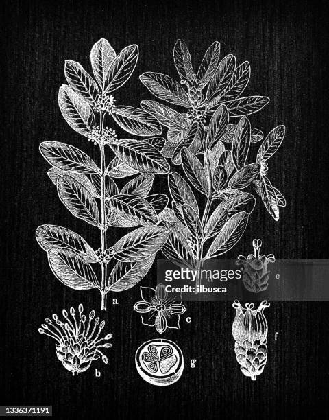 botany plants antique engraving illustration: buxus sempervirens (common box, european box, boxwood) - boxwood stock illustrations