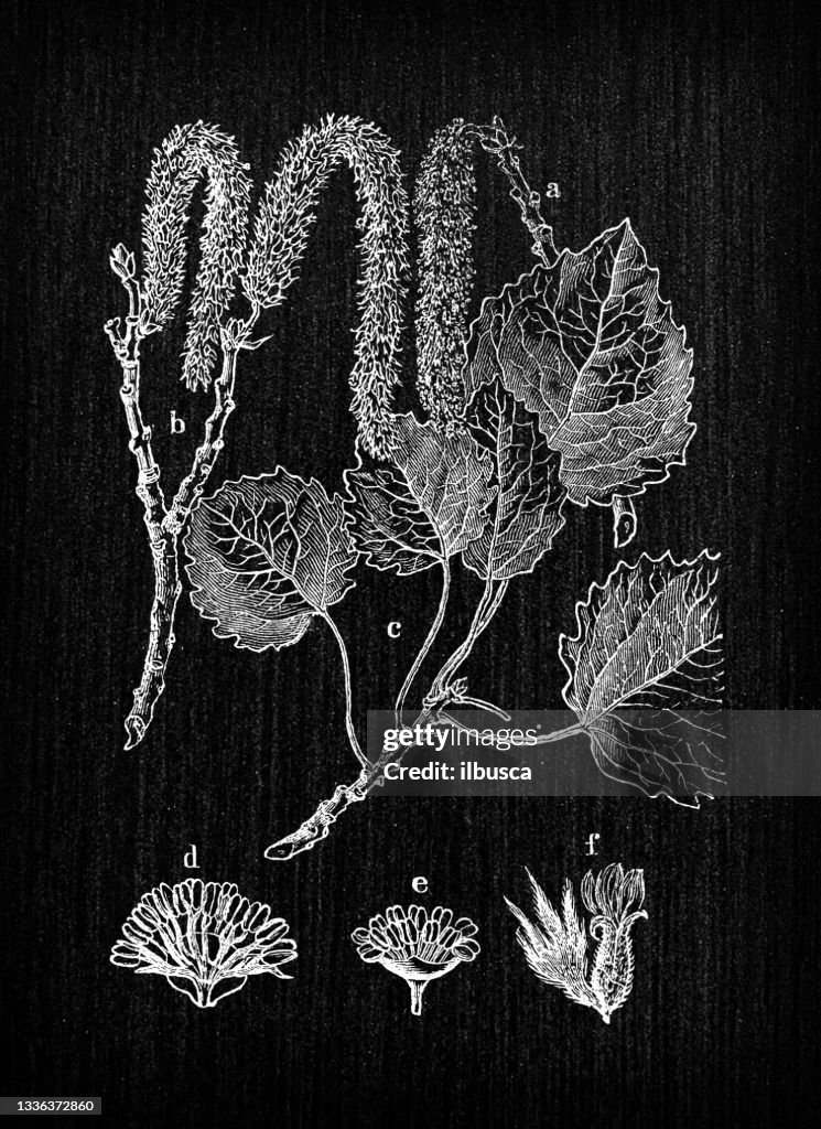 Botany plants antique engraving illustration: Populus tremula (aspen, common aspen, Eurasian aspen, European aspen, quaking aspen)