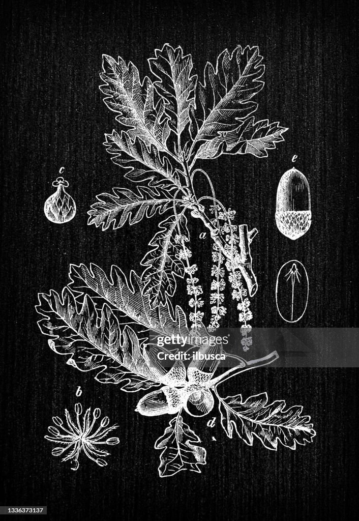 Botany plants antique engraving illustration: Quercus petraea (sessile oak, durmast oak)