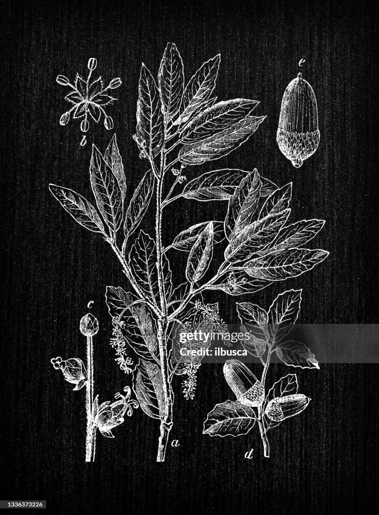 Botany plants antique engraving illustration: Quercus suber (cork oak)