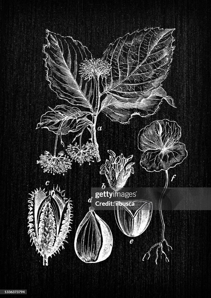 Botany plants antique engraving illustration: Fagus sylvatica (European beech, common beech)