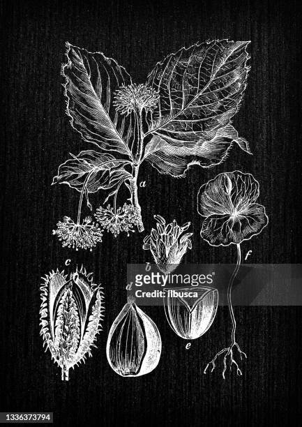 botany plants antique engraving illustration: fagus sylvatica (european beech, common beech) - european beech stock illustrations