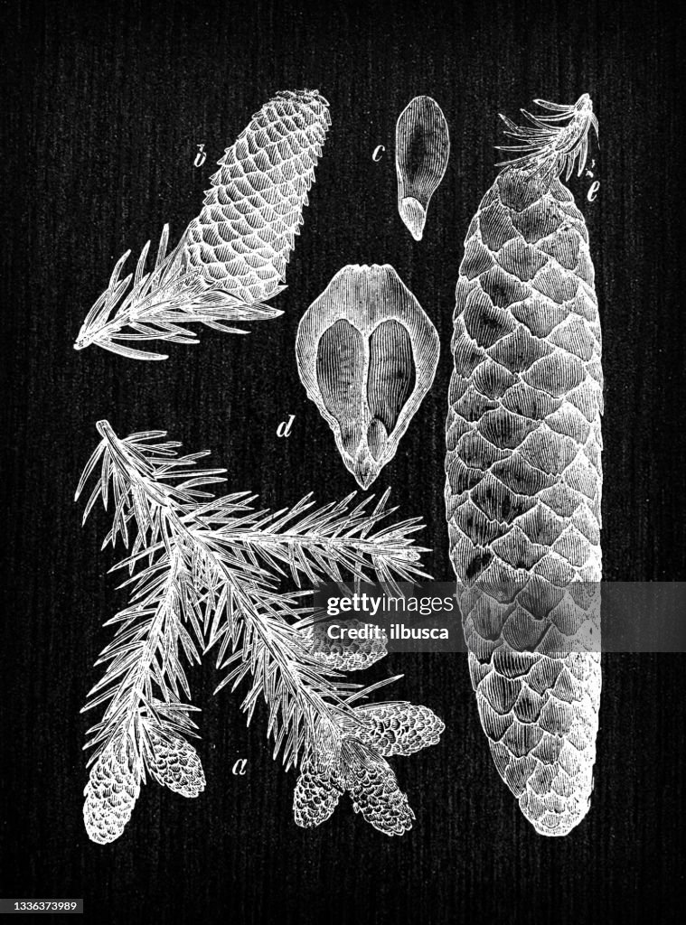 Botany plants antique engraving illustration: Picea abies (Norway spruce)